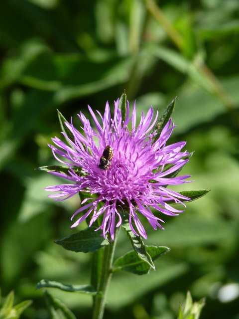 Centaurea jacea fleur